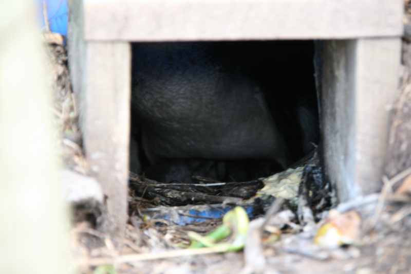 Nieuw-Zeeland 2011 - 2002